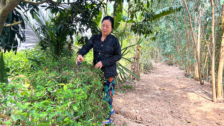 Cách đây 7 năm, từ khi nghe nói sẽ làm đường, người dân trồng hàng rào cây xanh trước nhà để cho đường làng ngõ xóm thêm đẹp.
