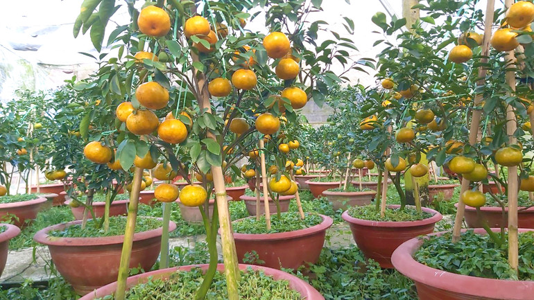 Những chậu quýt hồng được trồng từ 3 năm trở lên. (Ảnh: HỮU NGHĨA) Những chậu quýt hồng được trồng từ 3 năm trở lên. (Ảnh: HỮU NGHĨA)