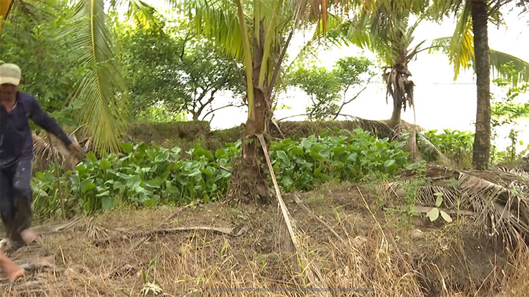 Người dân tháo chạy trong lúc sạt lở diễn ra, khiến những cây dừa đang bị nhấn chìm. (Ảnh cắt từ clip)