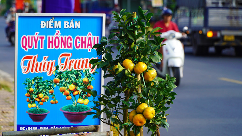 Một nhà vườn bán quýt hồng chậu chưng cả chậu quýt hồng trước nhà để thu hút khách. (Ảnh: HỮU NGHĨA) Một nhà vườn bán quýt hồng chậu chưng cả chậu quýt hồng trước nhà để thu hút khách. (Ảnh: HỮU NGHĨA)