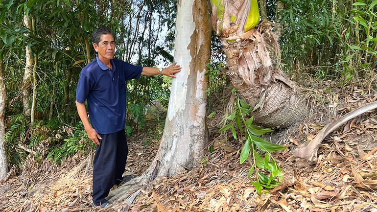Người dân cho biết, cây bạch đàn này từng được đánh dấu sơn màu đỏ làm đường, đến nay cây đã cao to, mà đường thì không biết khi nào mới làm.