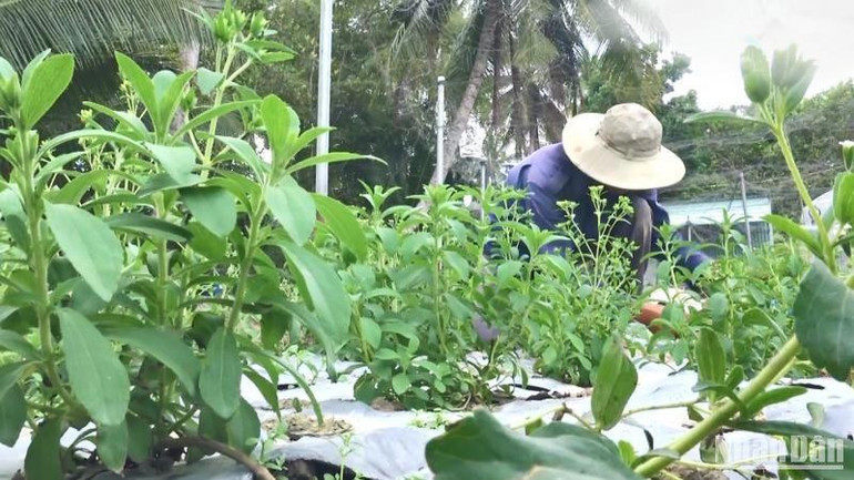 Vùng nguyên liệu trồng cây cỏ ngọt theo hướng hữu cơ đầu tiên tại đồng bằng sông Cửu Long.