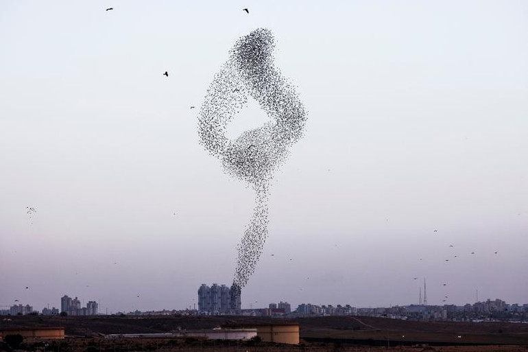 Một đàn sáo di cư rì rào được nhìn thấy trên bầu trời gần thành phố Beer Sheva, miền nam Israel, ngày 13/1. (Ảnh: REUTERS)