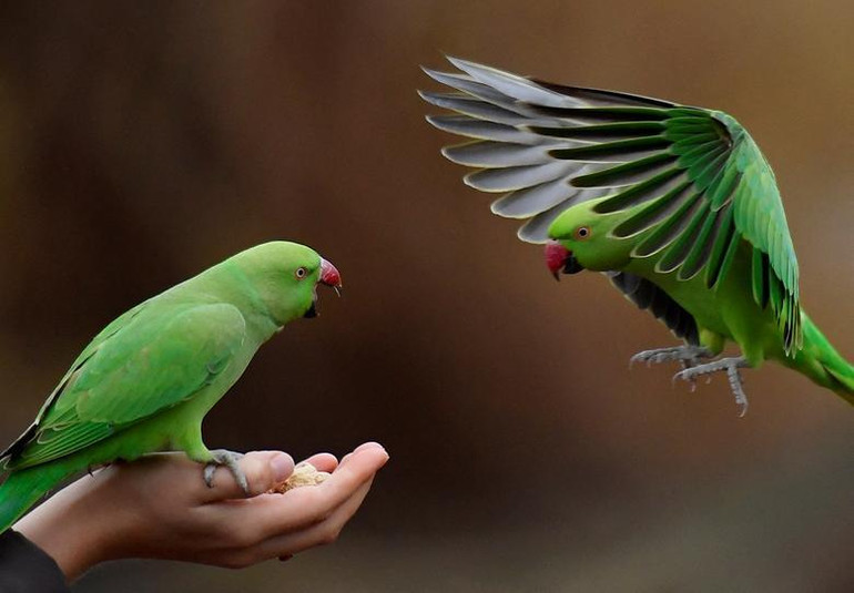 Vẹt đuôi dài lấy thức ăn từ người chăm sóc ở Công viên St James, London, Anh, ngày 1/1. (Ảnh: REUTERS)