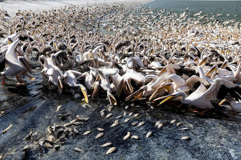 Một nhóm bồ nông trắng di cư được cho ăn trên hành trình về phía nam, như một phần của dự án do Cơ quan Công viên và Thiên nhiên Israel tài trợ nhằm ngăn chặn bồ nông kiếm ăn từ các hồ nuôi cá thương mại, tại một hồ chứa nước ở Mishmar Hasharon, miền trung Israel, ngày 31/10. (Ảnh: REUTERS)