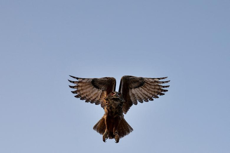 Một con cú đại bàng Á-Âu được sinh ra tại Sở thú Thủy cung ở Madrid vào tháng 2 năm ngoái đã bay khi được thả về tự nhiên ở Villamantilla, phía tây Madrid, Tây Ban Nha, ngày 4/10. (Ảnh: REUTERS)