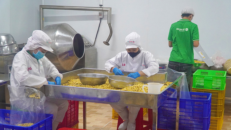 Phân loại hạt sen tại nhà máy Công ty cổ phần Thực phẩm Sen Đại Việt tại thị trấn Mỹ An, huyện Tháp Mười.