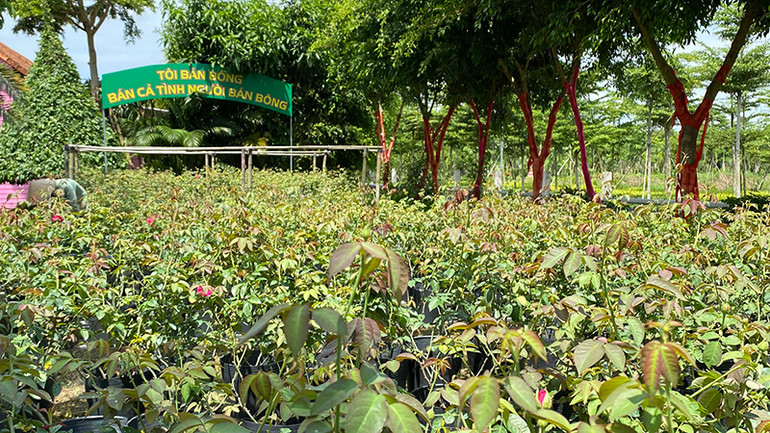 Khu du lịch Cánh đồng hoa hồng Sa Đéc đầu tư 3.000 chậu hoa hồng để phục vụ cho Festival hoa-kiểng.