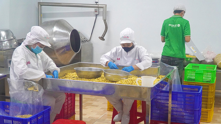 Phân loại hạt sen tại Công ty cổ phần Thực phẩm Sen Đại Việt. (Ảnh: HỮU NGHĨA)