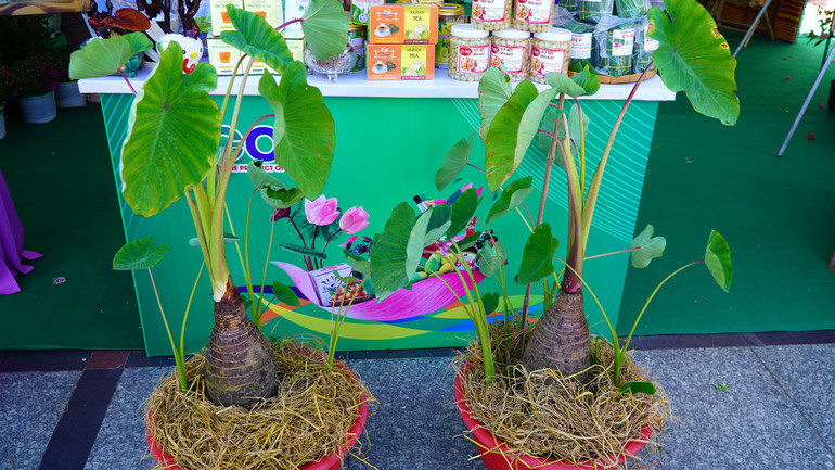 Du khách bày tỏ thích thú khi lần đầu thấy khoai môn được lên chậu kiểng. (Ảnh: HỮU NGHĨA)