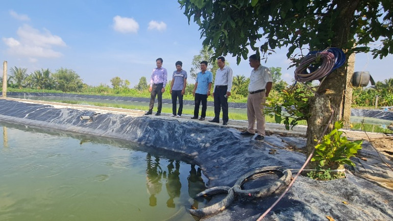 Tham quan ao nuôi cá lóc, cá trê của anh Hoàng Anh.