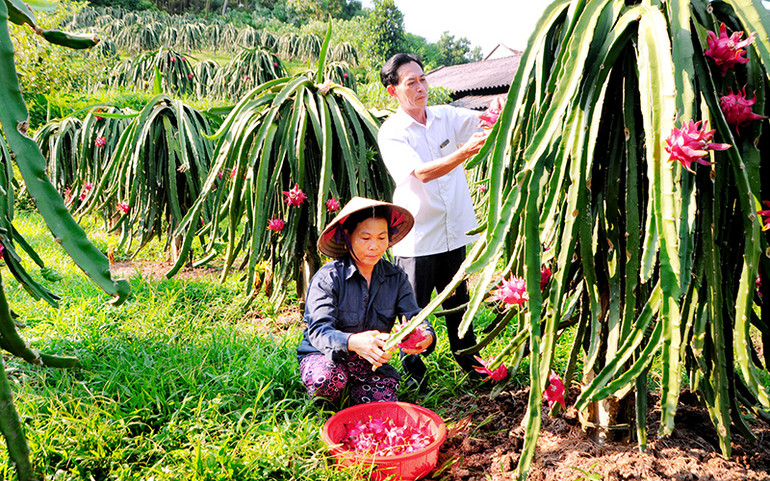 Mô hình trồng thanh long ruột đỏ tại xã Ngọc Mỹl huyện Lập Thạch, tỉnh Vĩnh Phúc. (Ảnh: Trà Hương)