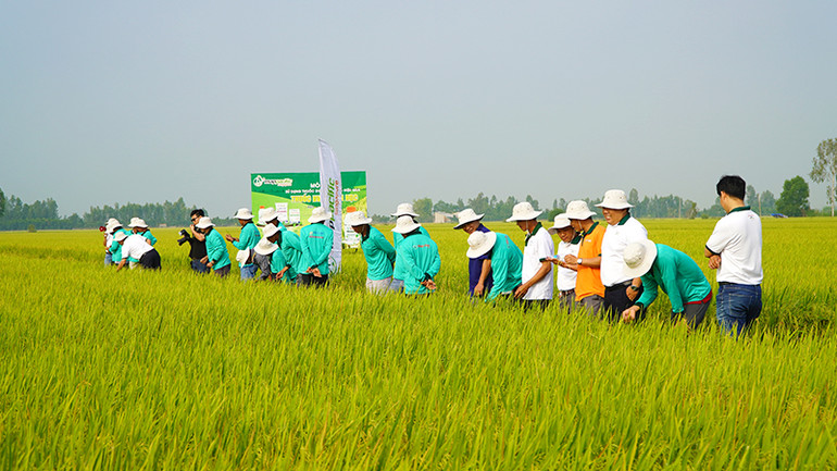 Nông dân các tỉnh vùng đồng bằng sông Cửu Long thăm quan ruộng mô hình của gia đình anh Nguyễn Thanh Xuân. (Ảnh: HỮU NGHĨA)