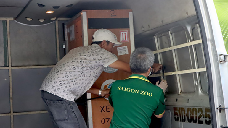 Các cá thể Sếu đầu đỏ được đưa lên xe vận chuyển về Vườn quốc gia Tràm Chim. (Ảnh: Cổng Thông tin điện tử tỉnh Đồng Tháp) Các cá thể Sếu đầu đỏ được đưa lên xe vận chuyển về Vườn quốc gia Tràm Chim. (Ảnh: Cổng Thông tin điện tử tỉnh Đồng Tháp)