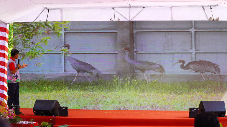 Ban tổ chức kết nối hình ảnh trực tiếp từ hệ thống camera các cá thể sếu. (Ảnh: HỮU NGHĨA) Ban tổ chức kết nối hình ảnh trực tiếp từ hệ thống camera các cá thể sếu. (Ảnh: HỮU NGHĨA)