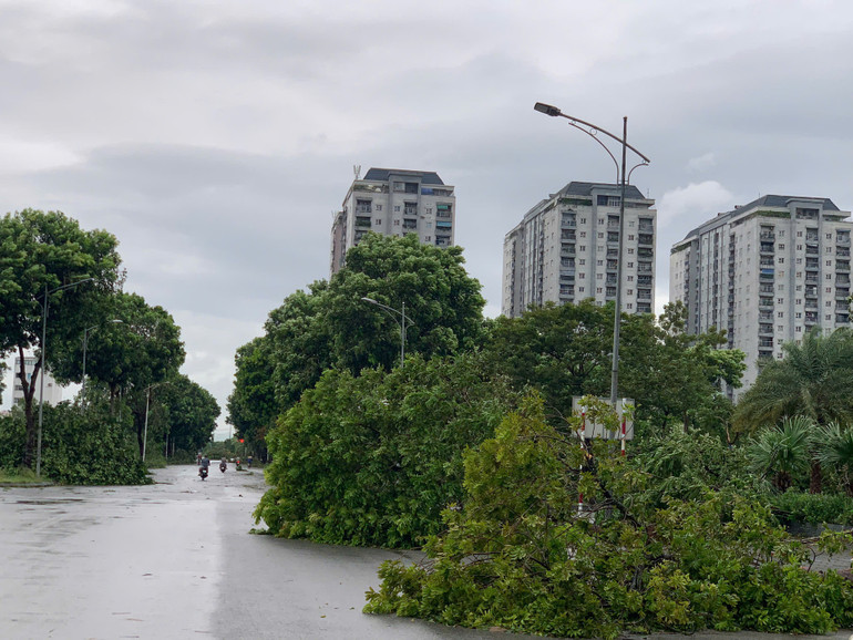 Hàng loạt cây xanh bị đổ ở khu đô thị Thanh Hà. (Ảnh: THANH TRÀ)