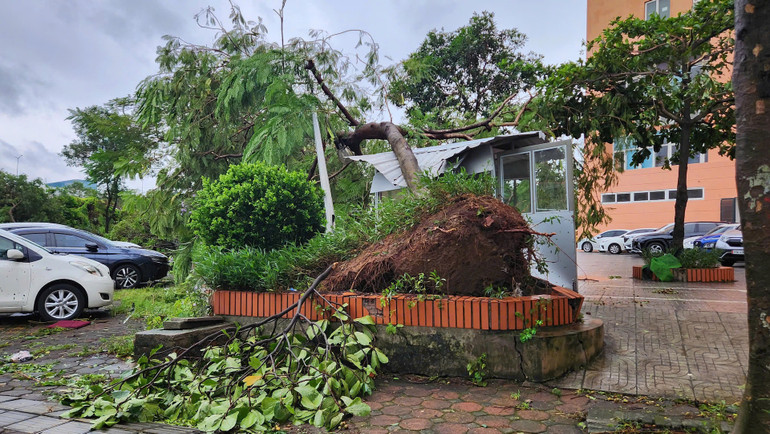 Cây đổ đè vào bốt bảo vệ ở chung cư khu đô thị Resco, phường Cổ Nhuế 2, quận Bắc Từ Liêm, Hà Nội. (Ảnh: NAM ĐÔNG)
