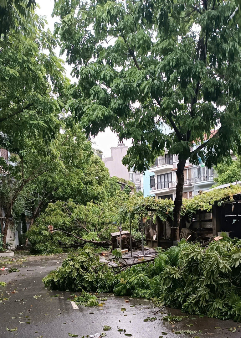 Cây đổ khu Yên Xá, Tân Triều. (Ảnh: THIÊN LAM)