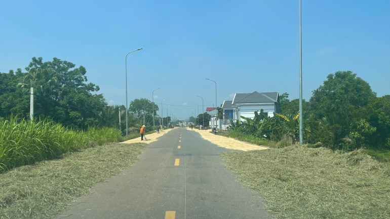 Nhộn nhịp cảnh phơi thóc lúa giữa trưa hè. Nhộn nhịp cảnh phơi thóc lúa giữa trưa hè.