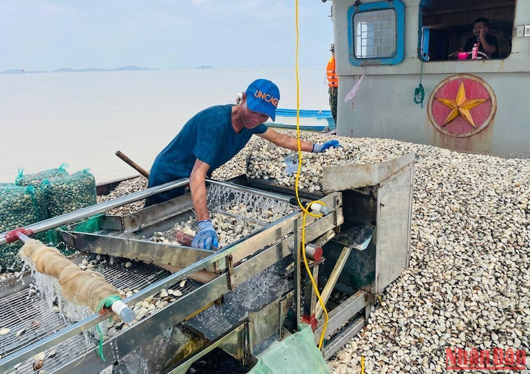 Thu hoạch ngao trên vùng bãi triều biển Hải Phòng. Thu hoạch ngao trên vùng bãi triều biển Hải Phòng.