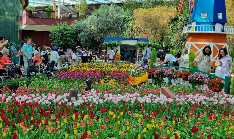 Chủ đề đang diễn ra tại Flower Dome (Vườn năng lượng Gardens by the Bay) là về Hà Lan. Hoa tulip trưng bày ở đây được thay mới mỗi tuần để luôn tươi đẹp. Chủ đề đang diễn ra tại Flower Dome (Vườn năng lượng Gardens by the Bay) là về Hà Lan. Hoa tulip trưng bày ở đây được thay mới mỗi tuần để luôn tươi đẹp.