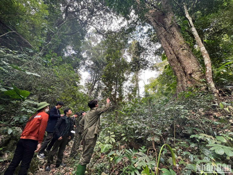 Tổ tuần rừng thôn Thẳm Mu, xã Văn Lang, huyện Na Rì, Bắc Kạn cùng kiểm lâm tuần tra, bảo vệ rừng đặc dụng tại Khu dự trữ thiên nhiên Kim Hỷ. (Ảnh: TUẤN SƠN)