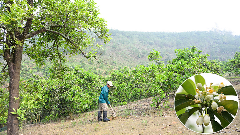Thời tiết đầu năm nay khá thuận lợi, tiết trời mát mẻ, khô ráo nên hoa nở nhiều, hứa hẹn mùa bưởi bội thu.