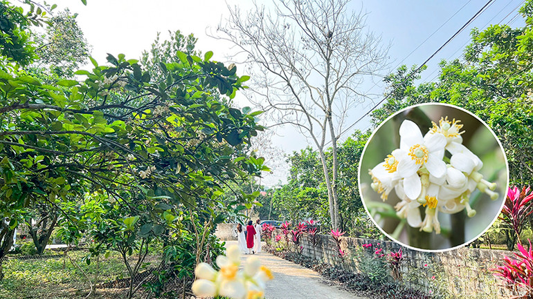 Mùa này, vừa đặt chân đến đầu thôn Múc đã thấy hương hoa bưởi thơm ngào ngạt cùng màu hoa trắng tinh khôi.