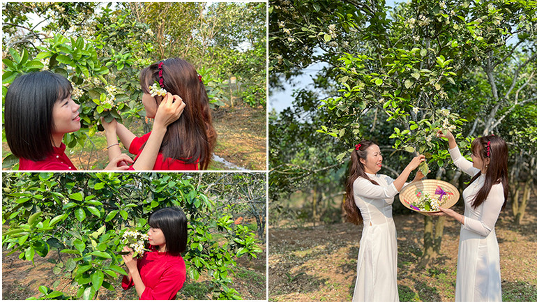 Du khách thích thú bên những cánh hoa bưởi trắng tinh khôi.