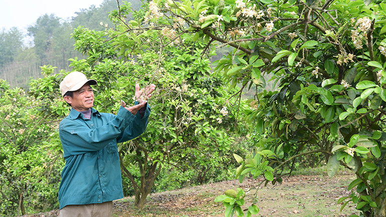 Với gần 100 gốc bưởi, mỗi năm gia đình ông Khầm Văn Tuấn thu về hàng chục triệu đồng.