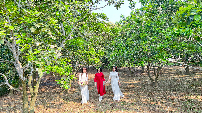 Người dân các vùng lân cận tìm đến thôn Múc để được thưởng lãm vẻ đẹp của hoa bưởi, và ghi lại những khoảnh khắc đáng nhớ.