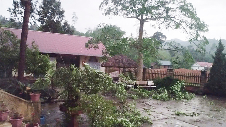 Gió lốc khiến nhiều cây cối gãy đổ.