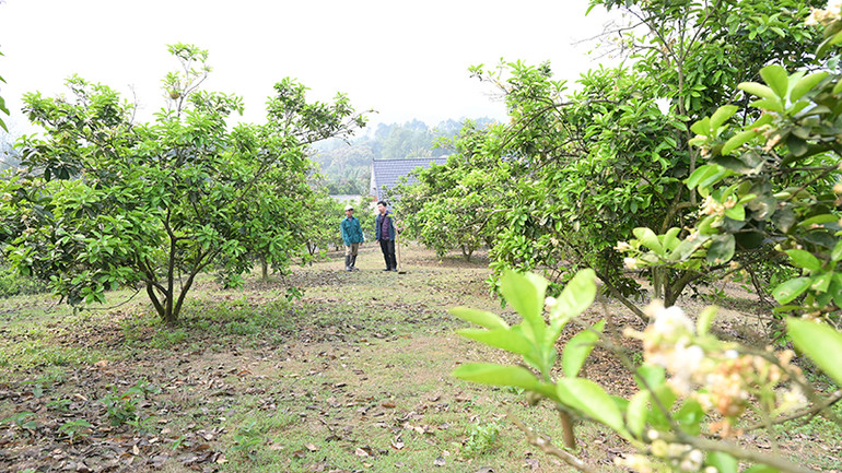 100% số hộ ở thôn Múc đều trồng bưởi, góp phần nâng cao thu nhập cho người dân nơi đây.