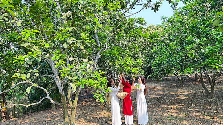 Dịu dàng cùng hoa bưởi tháng ba.