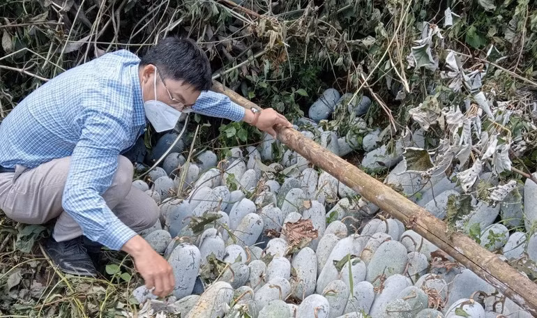 Nông dân xã Tìa Dình thu hoạch bí xanh trồng theo mô hình hỗ trợ sản xuất chuỗi.