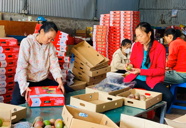 Sản phẩm chanh leo trồng theo mô hình liên kết tại xã Si Pa Phìn, huyện Nậm Pồ đã trở thành sản phẩm nông nghiệp đầu tiên của huyện được xuất khẩu sang nước ngoài.