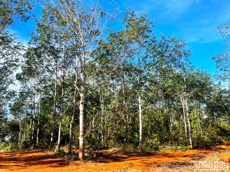 Phần lớn các thửa đất cấp trái quy định đã được người dân tạo lập tài sản trên đất, trồng các loại cây nông nghiệp, cây công nghiệp dài ngày...