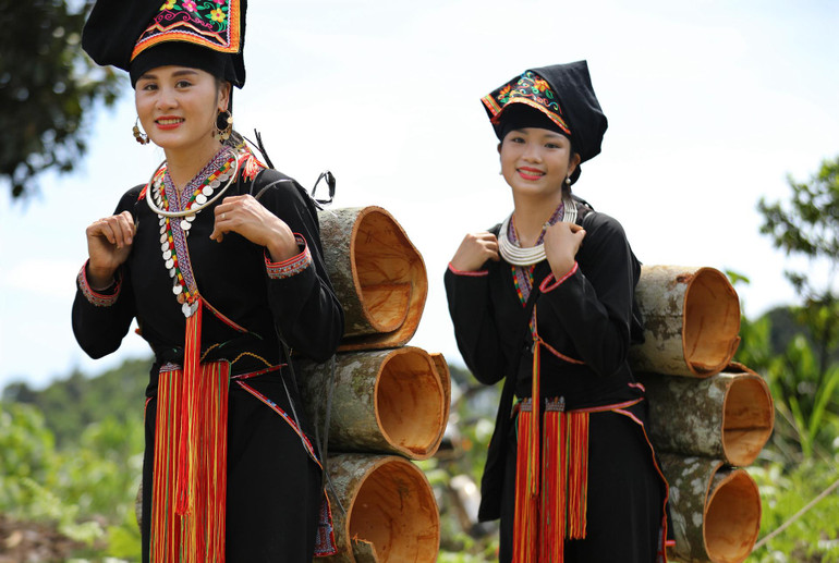 Đồng bào dân tộc Dao ở Văn Yên thu hoạch quế.