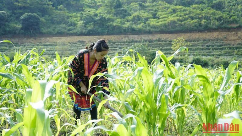 Người dân Mường Chà, Điện Biên chăm sóc cây ngô.