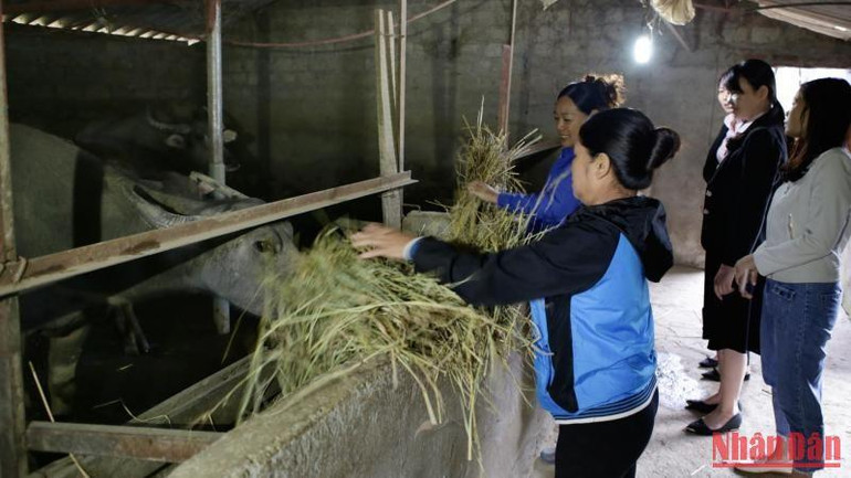 Nhờ vốn vay, gia đình chị Nguyễn Thị Thảo, bản Tiên Bình, thị trấn Tam Đường, huyện Tam Đường đã thoát nghèo, thu nhập bình quân hơn 100 triệu đồng/năm.