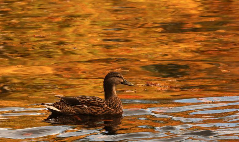 Hồ Loch Faskally yên bình gần Pitlochry, Scotland, ngày 26/10. (Ảnh: REUTERS) Hồ Loch Faskally yên bình gần Pitlochry, Scotland, ngày 26/10. (Ảnh: REUTERS)