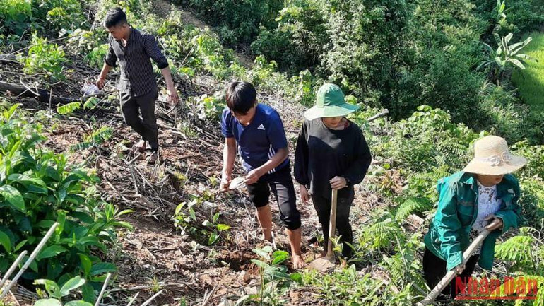 Trồng cây quế là hướng đi hiệu quả trong tái cơ cấu ngành nông nghiệp, góp phần tăng thu nhập, ổn định đời sống cho người dân huyện Nậm Nhùn (tỉnh Lai Châu).