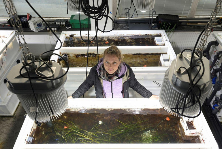 Angela Stevenson, nhà nghiên cứu sau tiến sĩ tại Trung tâm Nghiên cứu đại dương Geomar Helmholtz, đứng sau các bể chứa cỏ biển. (Ảnh: Reuters)