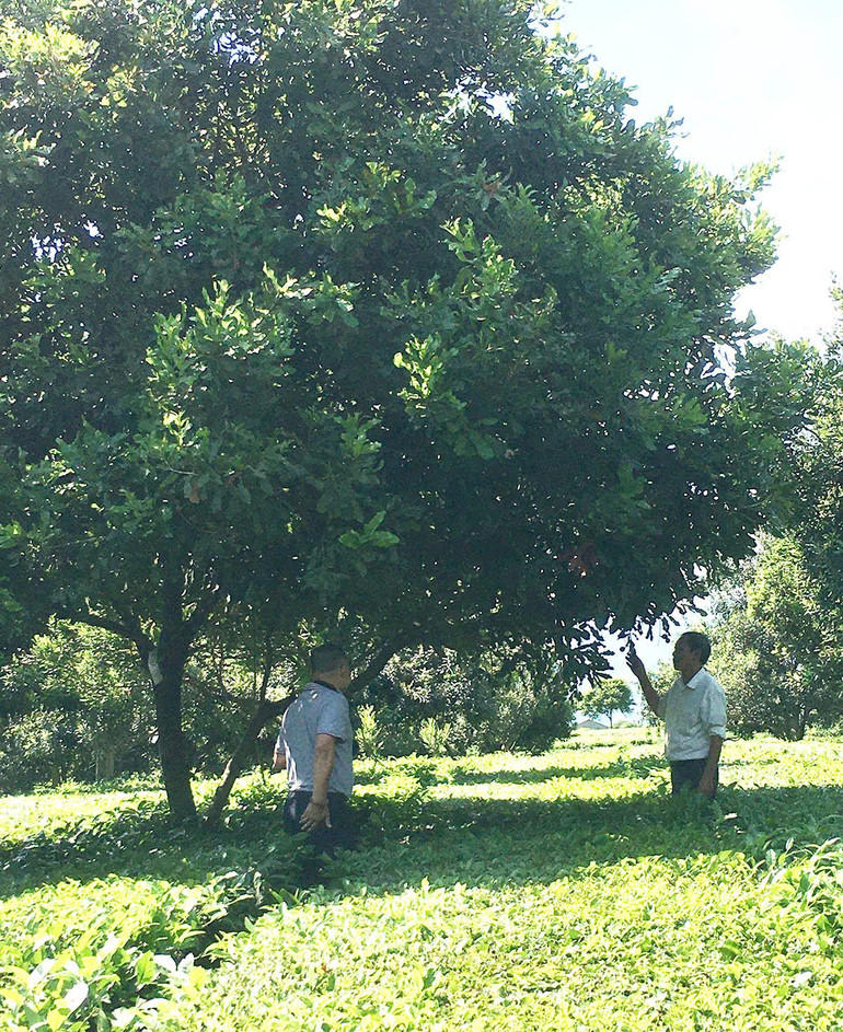Vườn mắc-ca trồng xen canh với cây chè cho thu hoạch 7.000 kg quả/ha/năm của một hộ dân ở huyện Tân Uyên (Lai Châu). Vườn mắc-ca trồng xen canh với cây chè cho thu hoạch 7.000 kg quả/ha/năm của một hộ dân ở huyện Tân Uyên (Lai Châu).