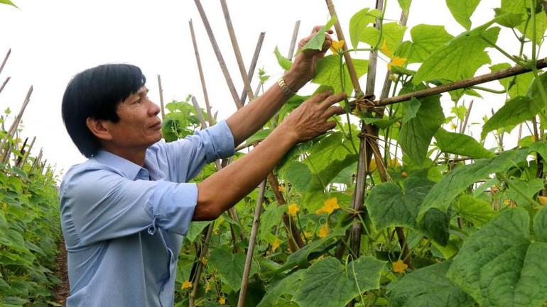 Hội viên Hợp tác xã sản xuất nông sản an toàn thôn Liên Ấp, xã Việt Đoàn, huyện Tiên Du, tỉnh Bắc Ninh chăm sóc rau.