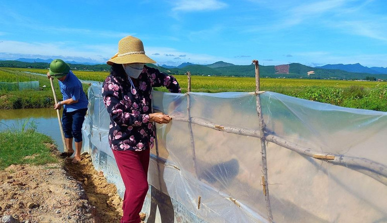 Người dân dựng hàng rào bằng nilon để phòng chống chuột vào cắt phá ruộng lúa. Người dân dựng hàng rào bằng nilon để phòng chống chuột vào cắt phá ruộng lúa.