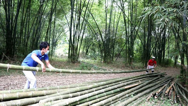 Thu hoạch tre, mét ở Bình Chuẩn (Con Cuông).