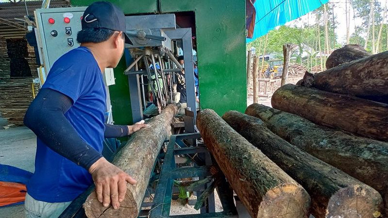 Con Cuông cần nhiều xưởng chế biến keo.