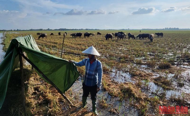 Lán trại tạm bợ trên đồng của chủ trâu để ngủ giữ đàn trâu chạy đồng. Lán trại tạm bợ trên đồng của chủ trâu để ngủ giữ đàn trâu chạy đồng.