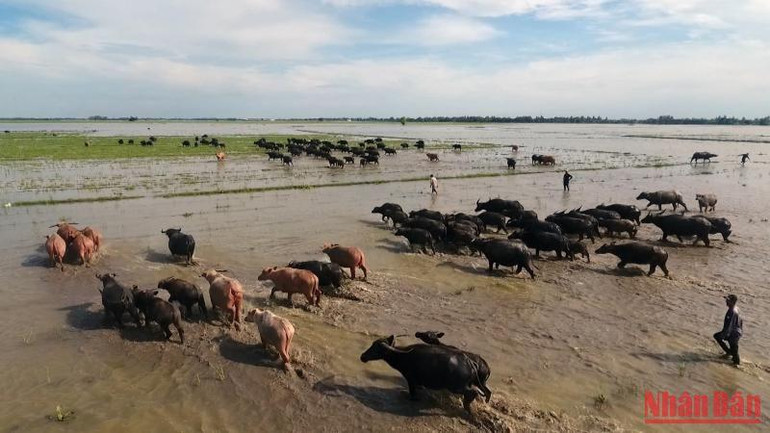 Những bãi cỏ xanh rì trở thành cứu cánh cho đàn trâu di cư đổ về Đồng Tháp. Những bãi cỏ xanh rì trở thành cứu cánh cho đàn trâu di cư đổ về Đồng Tháp.